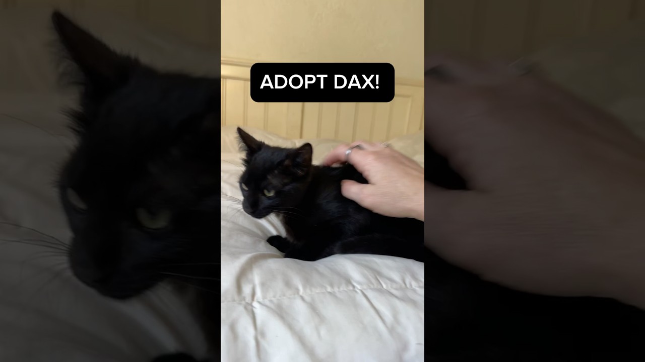 Enlarge Dax (VIDEO) baby kitten Loves kids & pets , a ADOPTABLE Domestic Short Hair in Port Orange, FL video 4/4