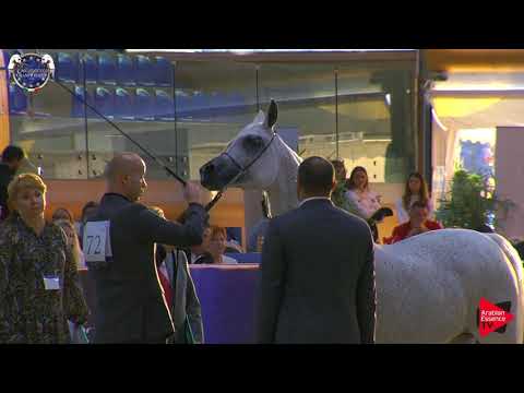 N 72 EKSPULSJA   European Championship 2019   10 Years Old and Older Mares Class 8