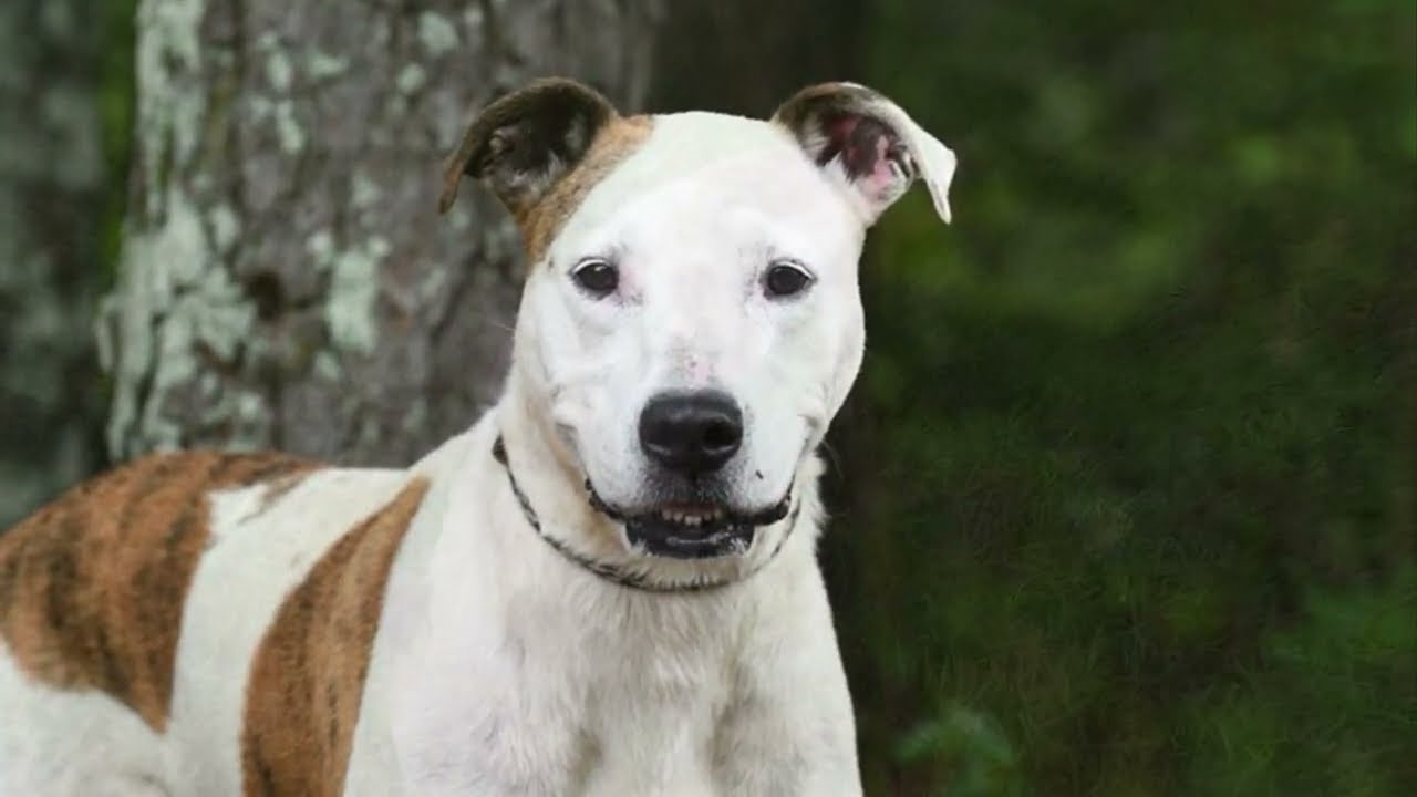 Waco, a ADOPTABLE mixed breed in Monroe, GA video 3/6