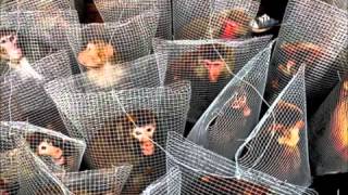 I Am War- Poetry video