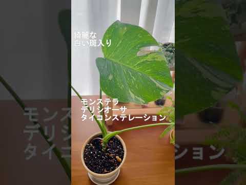 うちのモンステラ・デリシオサが泣いているのはなぜですか？これは悪い兆候ですか？  庭園