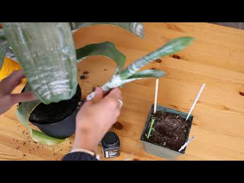 Bromeliad "pup" propagation- aechmea fasciata/urn plant/how to/plant speak quick tips