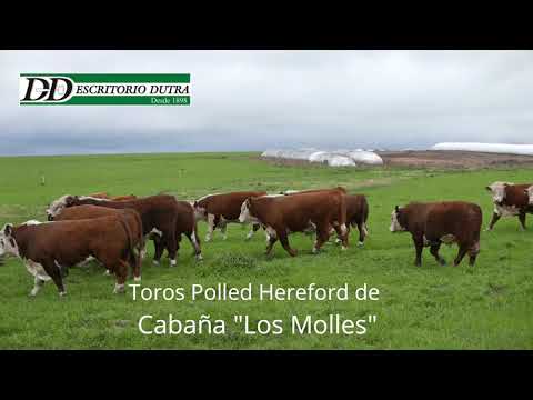 Polled Hereford de Cabaña Los Molles (10556)