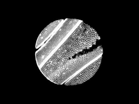 Light field refocusing (Insect's Wing)