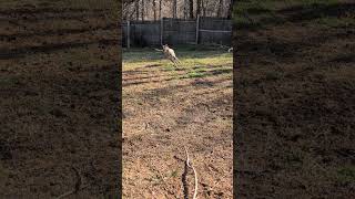 Video preview image #1 Gerberian Shepsky Puppy For Sale in White Bluff, TN, USA