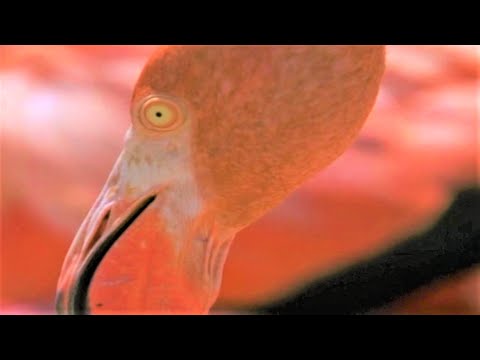 image-Where is the West Indian flamingo found?