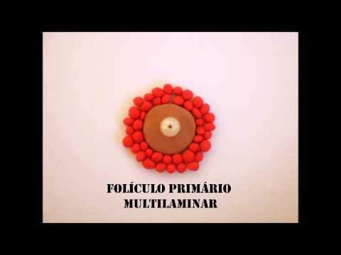 Gametogênese feminina - Stop Motion