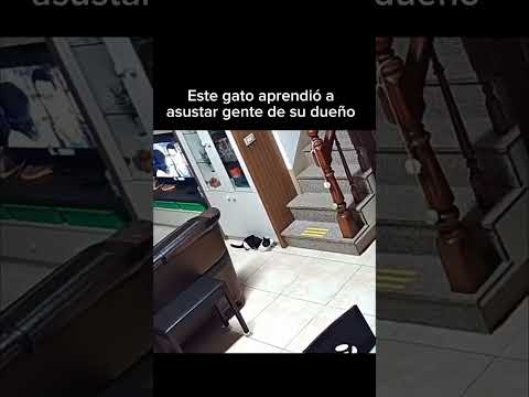 Este gato aprendió a asustar gente de su dueño