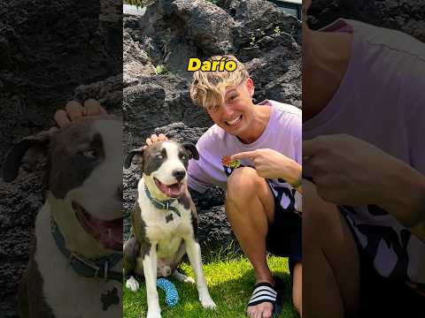 Ayúdame a adoptar a este perrito!🐶❤️