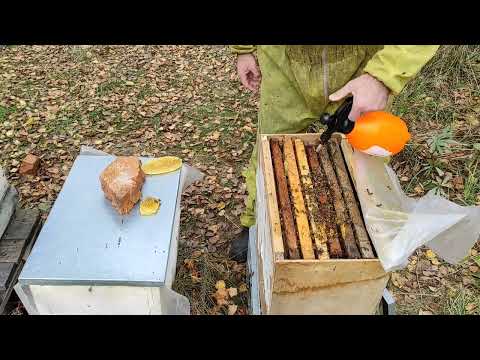 Пчеловодство. Проверка сжатых пчелосемей, перед зимовкой. Обработка пчёл бипином от клеща.