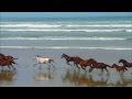 Wildlife Windows 7 Sample Video
