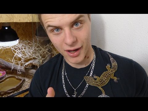 NOURRISSAGE DE MON PREMIER LÉZARD - EUBLEPHARIS