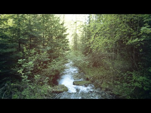 Mree - Into the Woods (Official Video)