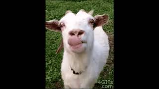 Baa Goat Gif's Baa