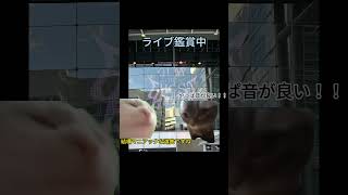 GLAYのライブに行った話【猫ミーム】 #猫ミーム #猫ミーム日常#shorts #short #shortvideo #shortsvideo #GLAYライブ参戦