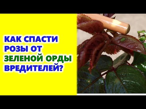 , title : 'Как спасти розы от зеленой орды вредителей?'