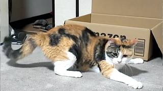 三毛猫フミちゃんのトレーニング🐱　Cute cat   exercise