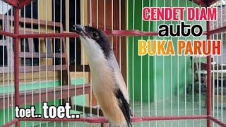 Download lagu sekali putar bikin cendet diam langsung nyaut BUKA PARUH | pancingan cendet gacor pagi siang sore mp3