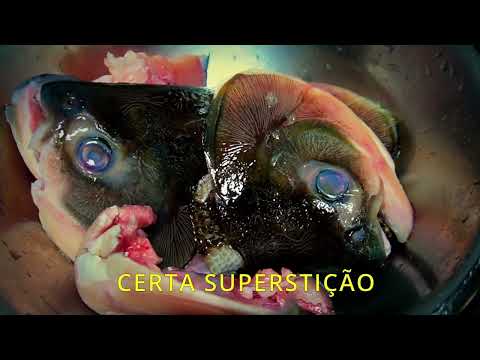 PROJETO MEMÓRIA VIVA - MATO GROSSO TEM HISTÓRIA - CABEÇA DE PACU