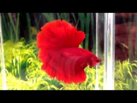 Red rose tail HM Halfmoon male Betta fish.