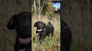 🖤🖤🖤Big Black Boerboel Female  #mastiffsworldwide  #dogbreed