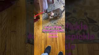 Cat & pickle #shorts #viral #youtubeshorts #like #live #subscribe #short #cat #pickle #love #funny by Puffin Pete