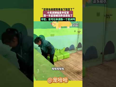 “這傢伙真把同事當下飯菜了”，小美洲獅偷襲羊駝窩，跳一半直接被飼養員抓包了，羊駝：我可以申請換一個房間嗎？ #宠哈哈