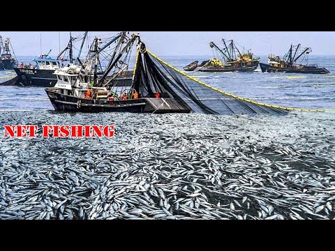 Wow!! Net Fishing, Big Catching A Lot of Fish on The Boat - Biggest Fishing Net