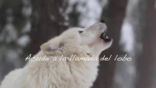 Playoff, tu apoyo es fundamental.