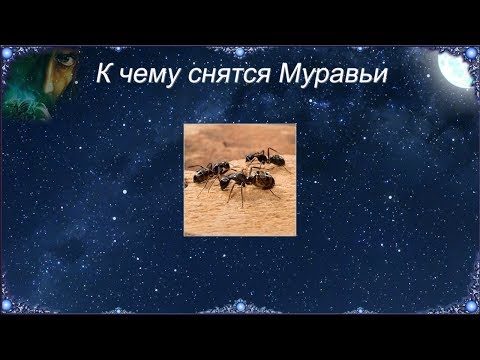 К чему снятся Муравьи (Сонник)