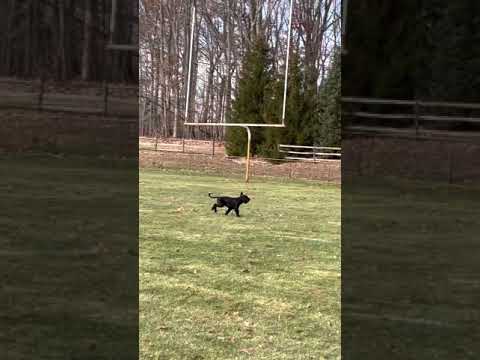 Bo - Nev Lemar Bonapart IGP 1 Protection - 96 points, USRC Nationals