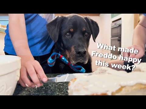 What Makes Freddo happy? | Adopted Rottweiler Dog Living the Good Life