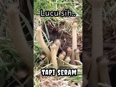 lucu sih..tapi seram 😱