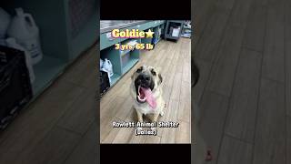 Video preview image #1 Anatolian Shepherd-Unknown Mix Puppy For Sale in Rowlett, TX, USA