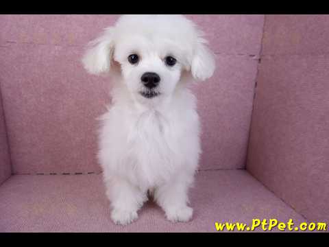 08/11馬爾濟斯公幼犬