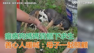 癱瘓狗媽媽貨櫃下求生　善心人喊：一起照顧