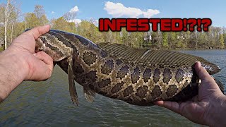SNAKEHEADS FLOURISHING In My Local Lake!!! (NEW PB!)