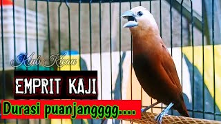 Download lagu Java sparrow sound training, white headed munia long duration canary song 109 mp3