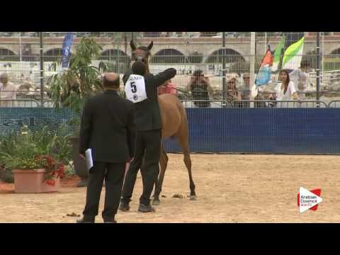 N.5 AZIZA DOMITIA - Menton 2016 - Yearling Fillies (Class 1A)