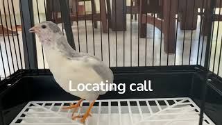 Download lagu Suara burung puyuh jantan (panggilan kawin, panggilan pencarian lokasi, panggilan makan) mp3 Download lagu Suara burung puyuh jantan (panggilan kawin, panggilan pencarian lokasi, panggilan makan) mp3