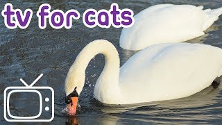 Calming TV for Cats, Garden & Water Birds - Music for Cats!