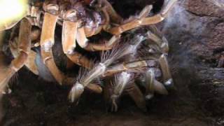 ZILLA - My biggest female T. blondi molted!!!