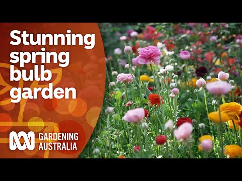 A colourful garden full of spring bulbs | Garden Design and Inspiration | Gardening Australia