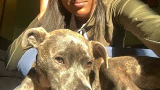 Southern Hound Puppies Videos