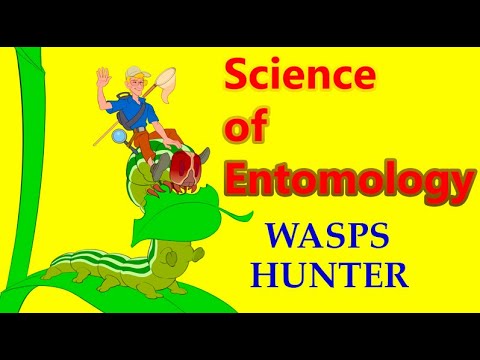 Predaceous, Parasitic & Phytophagous Insects in Action: Hymenoptera, Coleoptera, Neuroptera.