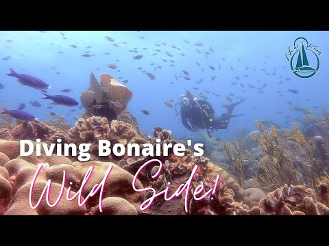 Diving Bonaire's Wild Side - East Coast Drift Dive w/ BAS Diving - Bonaire Adventurous Scuba Diving