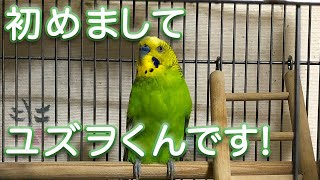 【セキセイインコ】ユズヲくんです!