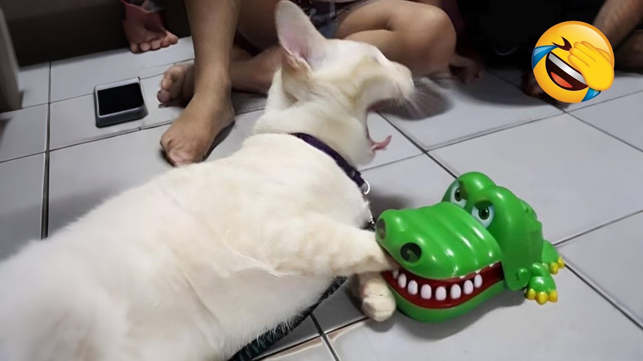 Naughty animals will make you die laughing 😅