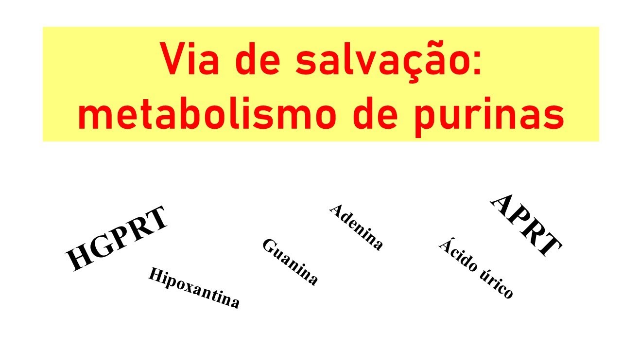 Metabolismo de purinas: via de salvação, ácido úrico e mais