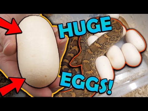 The Biggest Bullsnake Eggs I've Ever Seen!